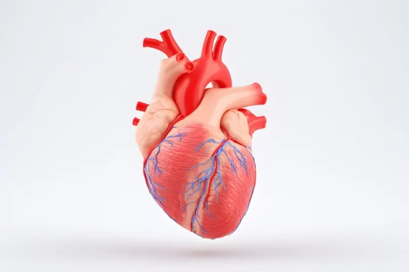 Como cuidar do coração diariamente? 8 recomendações práticas!