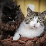 Produtos para pet com desconto