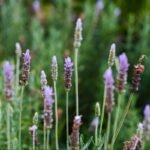Garten Aromas: Bem-Estar e Fragrâncias Únicas