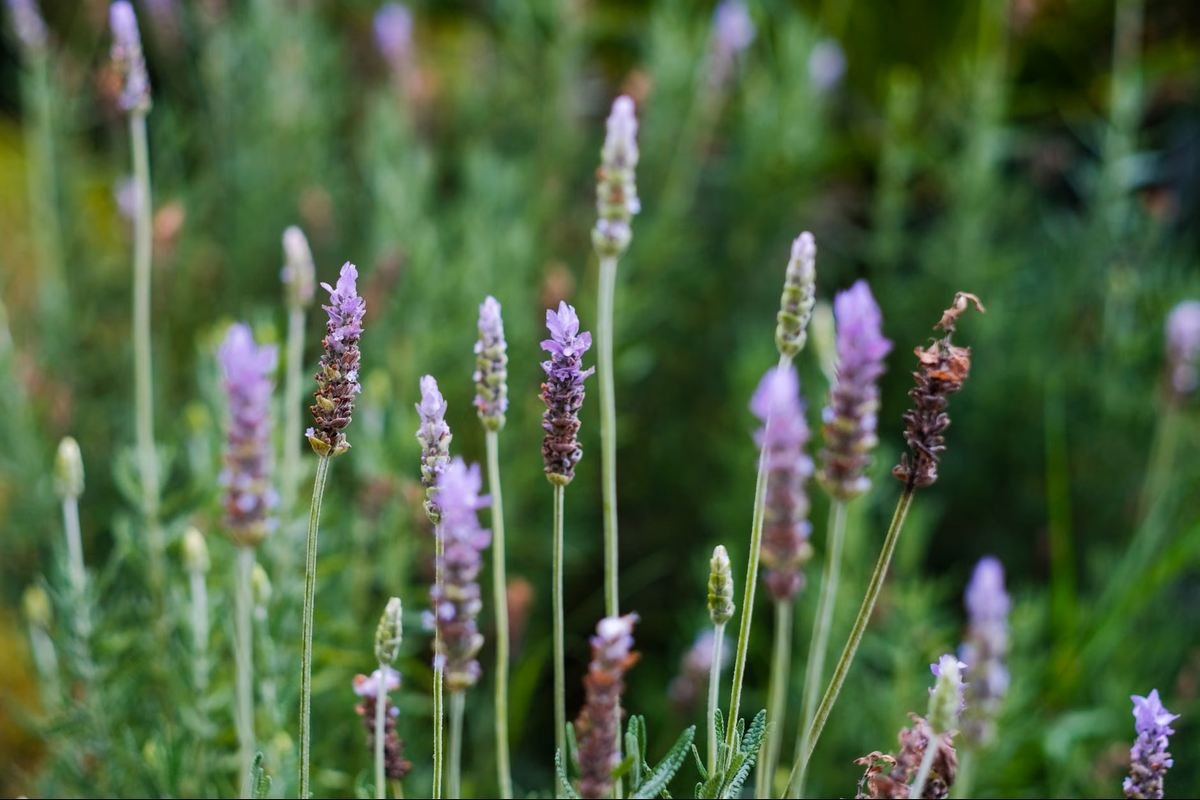 Garten Aromas: Bem-Estar e Fragrâncias Únicas